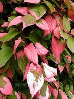         Actinidia kolomikta  